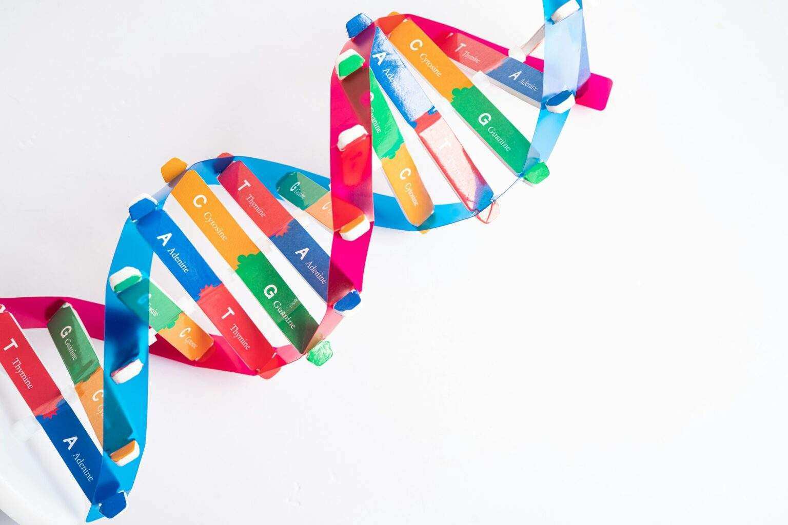 DNA or Deoxyribonucleic acid is a double helix chains structure formed by base pairs