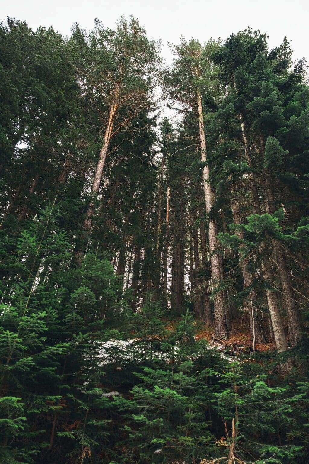 Beautiful landscape with mountains fir trees