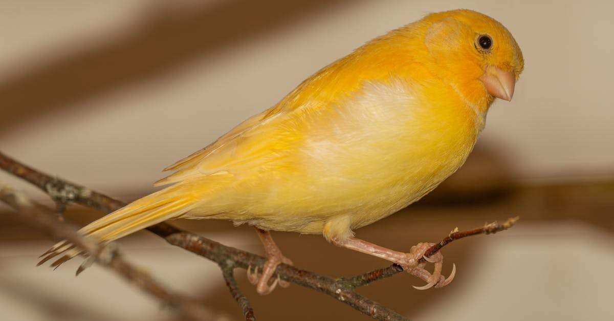 découvrez le canari, ce petit oiseau coloré et chantant qui enchante par sa beauté et sa mélodie. apprenez-en davantage sur ses origines, son habitat et les soins à lui apporter pour en faire un compagnon idéal.
