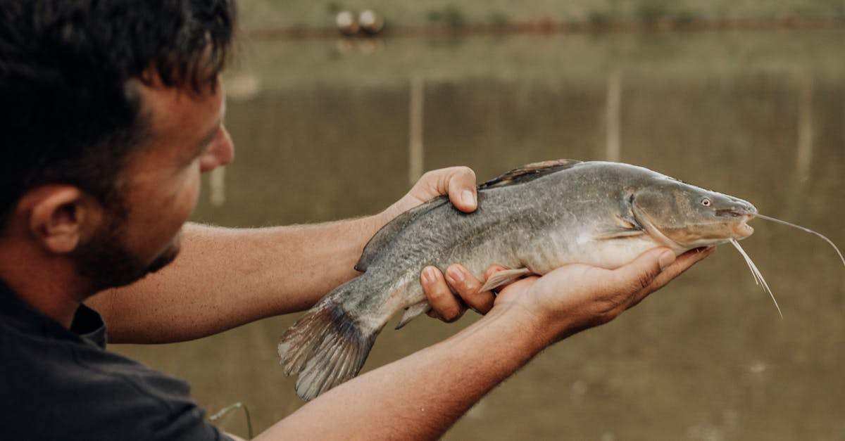 découvrez le fascinant monde du poisson-chat, une espèce d'eau douce réputée pour sa présence dans les rivières et les lacs. apprenez tout sur son habitat, ses comportements, et ses caractéristiques uniques dans notre article dédié.