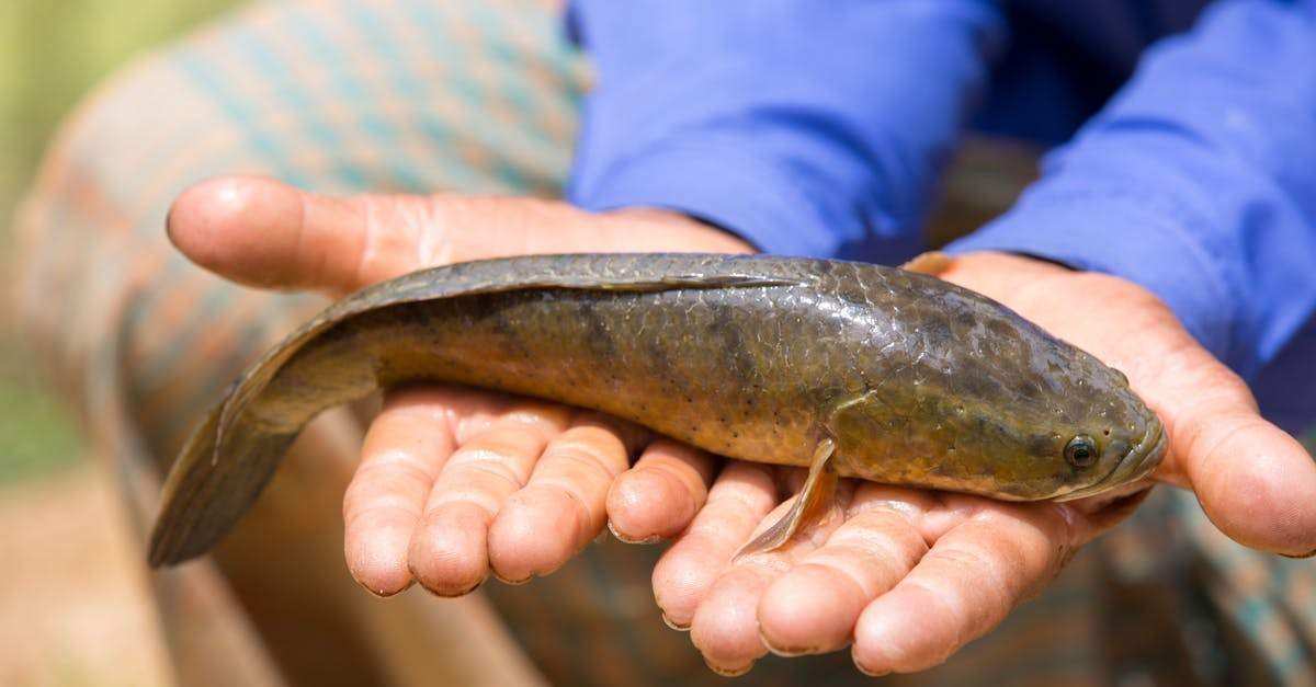découvrez l'univers fascinant du poisson-chat, un espèce aquatique unique, prisée tant en cuisine que dans les aquariums. apprenez tout sur ses caractéristiques, son habitat et ses différentes variétés.