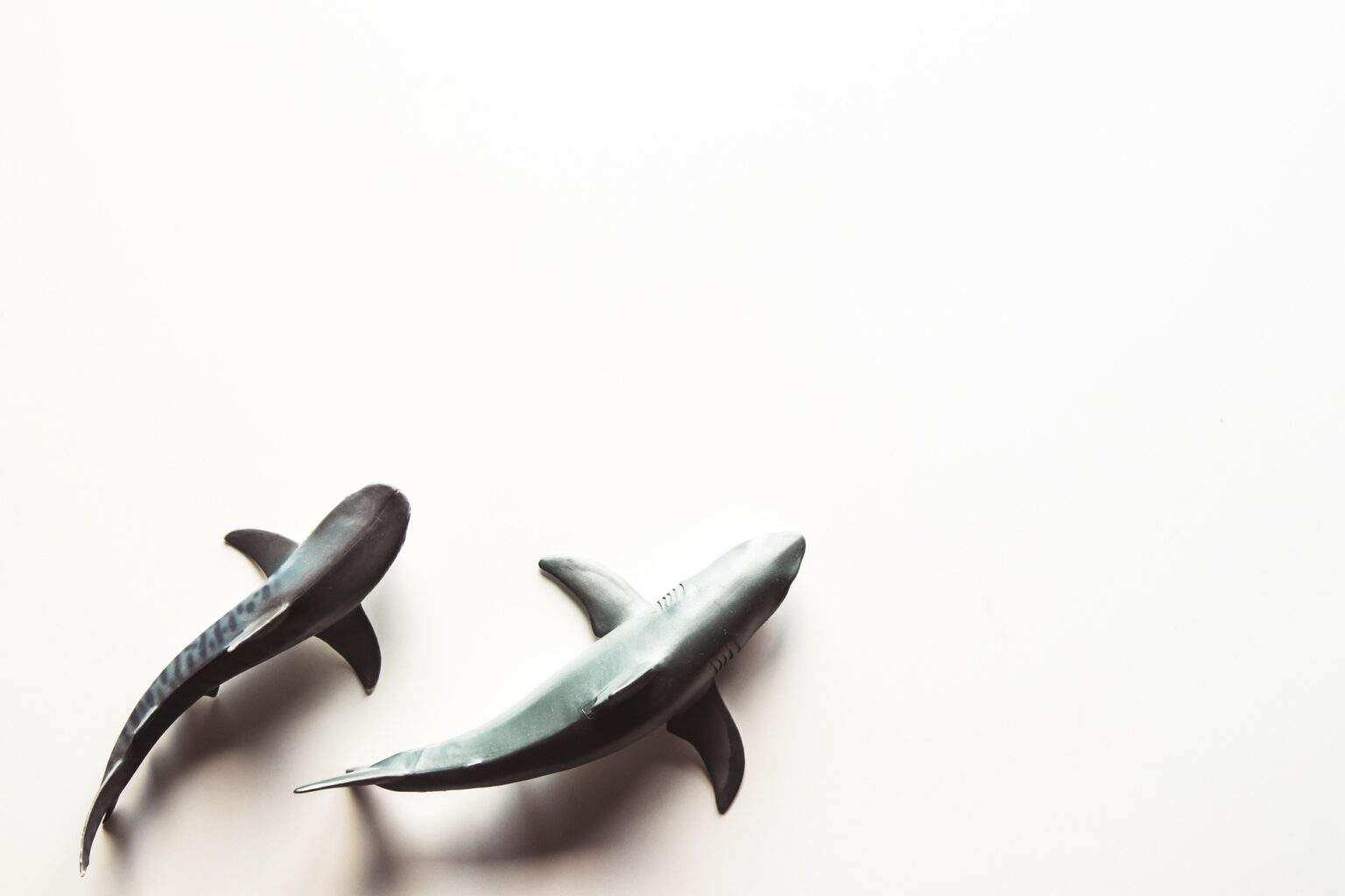 Shark on White Background