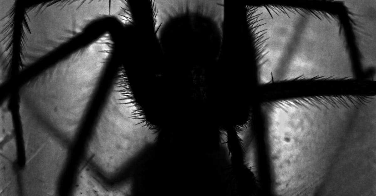 découvrez le web scraping, une technique d'extraction de données à partir de sites web. apprenez à automatiser la collecte d'informations pour des analyses approfondies ou des projets de recherche, tout en respectant les règles d'éthique et les bonnes pratiques.