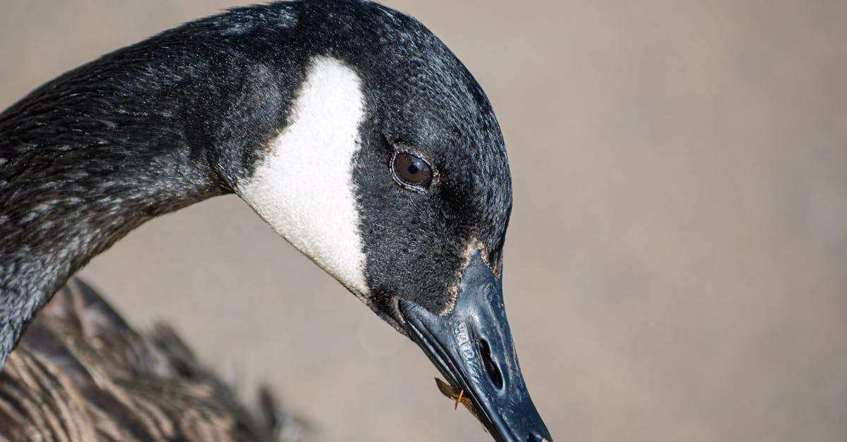 découvrez tous les conseils et astuces pour réussir votre colocation : choix des colocataires, organisation du logement, répartition des tâches et gestion du budget. trouvez la colocation idéale en toute sérénité !