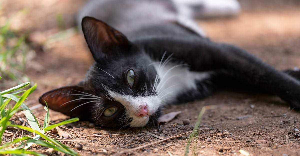 découvrez le filtrage de contenu : bloquez les sites indésirables, protégez vos données et optimisez la productivité avec des règles et rapports personnalisés.