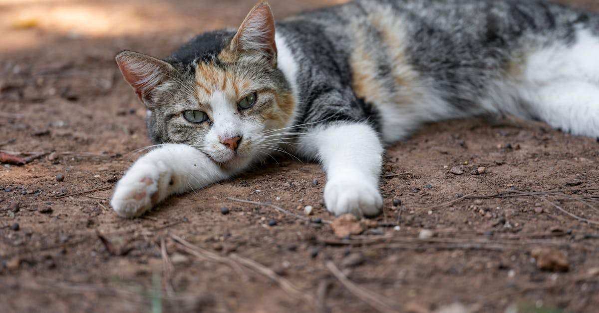 filtrage de contenu: principes, outils et bonnes pratiques pour sécuriser vos données, protéger les utilisateurs et améliorer l'expérience en ligne.