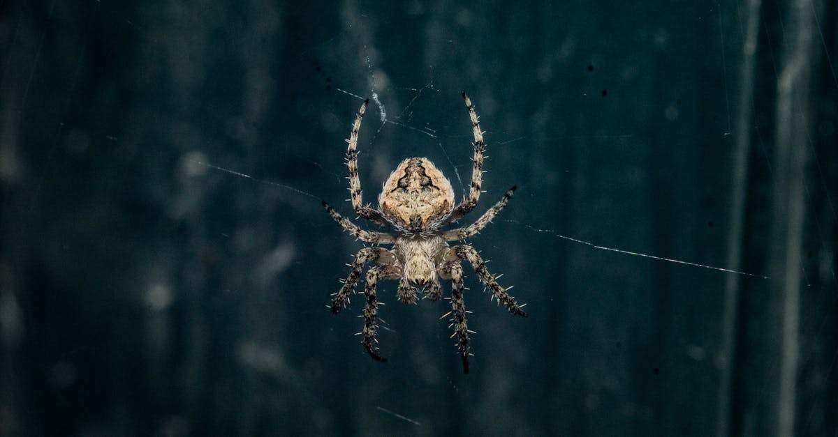 découvrez notre guide complet sur la surveillance du dark web, ses enjeux, et les moyens de protéger vos données et votre vie privée en ligne. restez informé et proactif face aux dangers cachés du web souterrain.