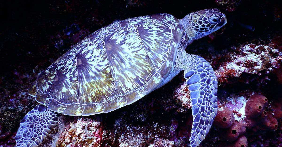 découvrez ce qu'est le deep packet inspection (dpi) : une technologie d'analyse avancée du trafic réseau permettant de contrôler, filtrer et sécuriser les données qui transitent sur internet. comprenez ses usages, avantages et enjeux pour la cybersécurité et la protection de la vie privée.