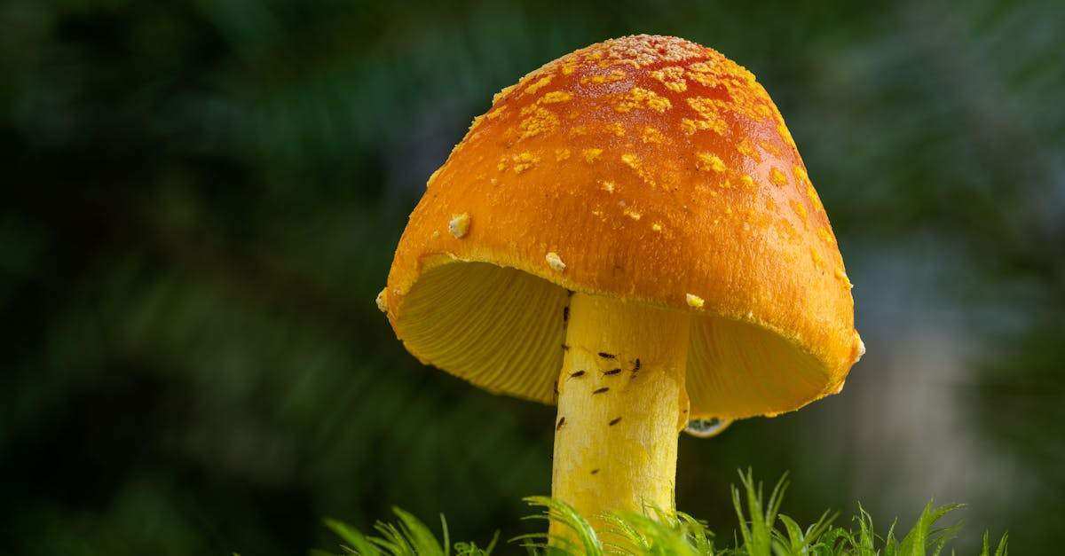 découvrez ce qu'est le dns poisoning, comment cette attaque compromet la navigation sur internet, ses conséquences et les moyens de s'en protéger efficacement.