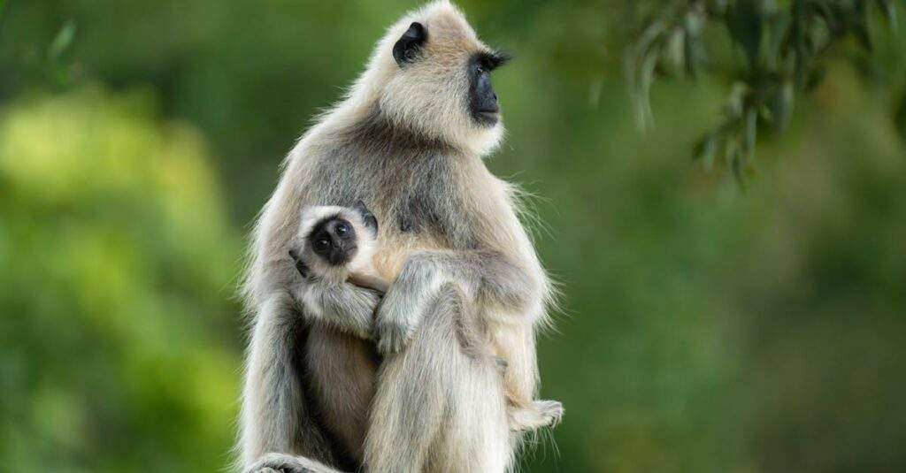 Des stratégies efficaces pour se protéger contre les ransomwares protégez efficacement vos données contre les ransomwares grâce à des solutions de sécurité avancées. découvrez nos conseils et outils pour éviter les attaques et sécuriser votre entreprise.