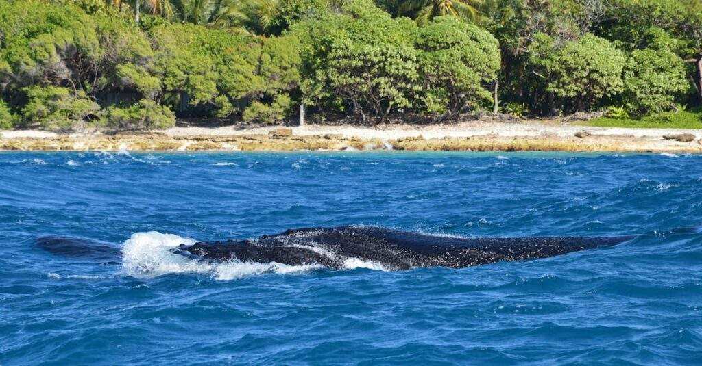 découvrez le whaling, une technique de cyberattaque ciblant les hauts dirigeants d'entreprises pour subtiliser des données sensibles ou des fonds. comprenez ses méthodes et comment s'en protéger efficacement.