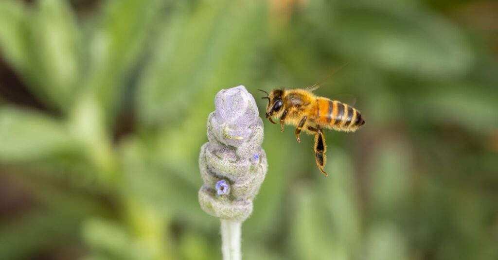 découvrez ce qu'est un honey token, un leurre numérique utilisé en cybersécurité pour détecter les accès non autorisés et protéger efficacement vos données sensibles.