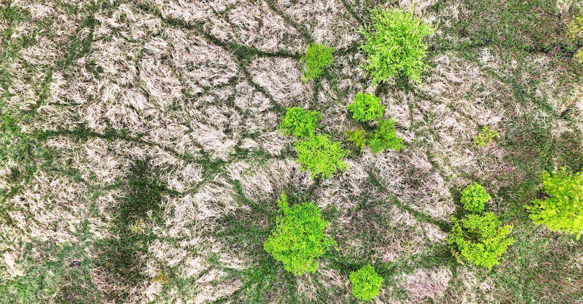 découvrez comment vivre de la terre, adopter un mode de vie autonome, cultiver sa propre nourriture et utiliser des ressources naturelles pour gagner en indépendance et en respect de l’environnement.