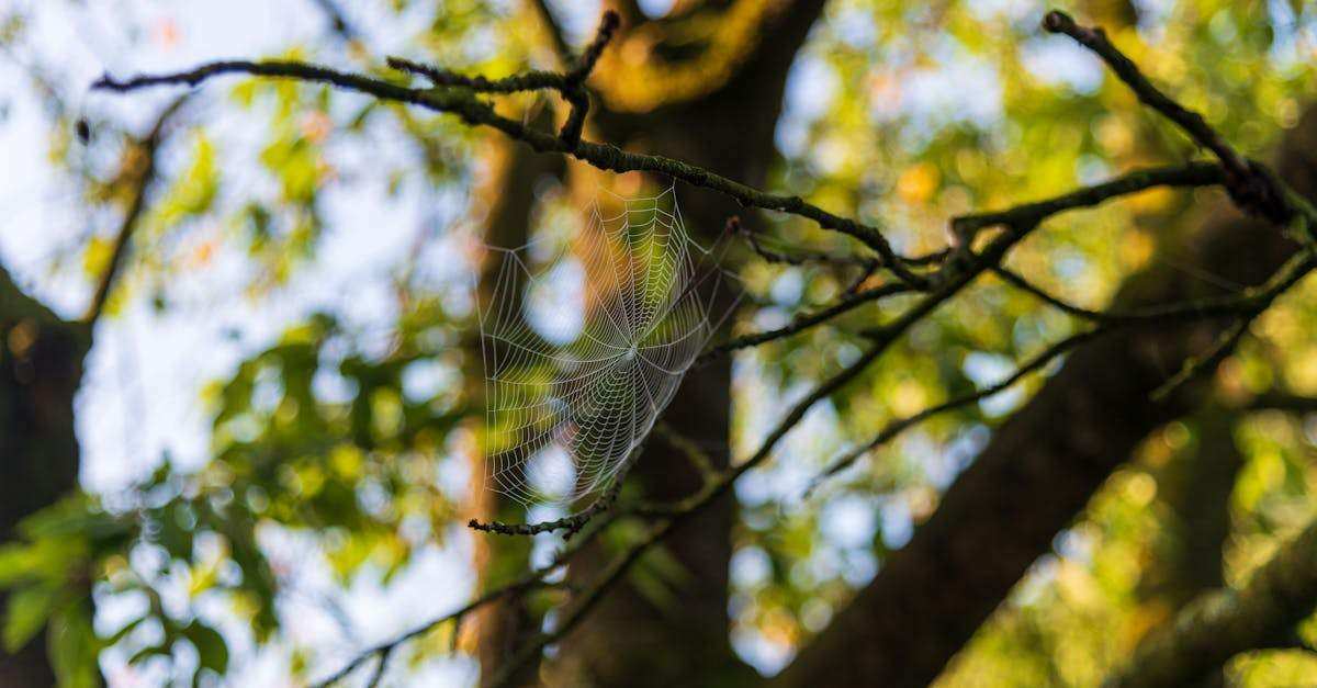 découvrez ce qu'est le périmètre réseau, son importance pour la cybersécurité et les meilleures pratiques pour protéger vos systèmes informatiques contre les menaces extérieures.