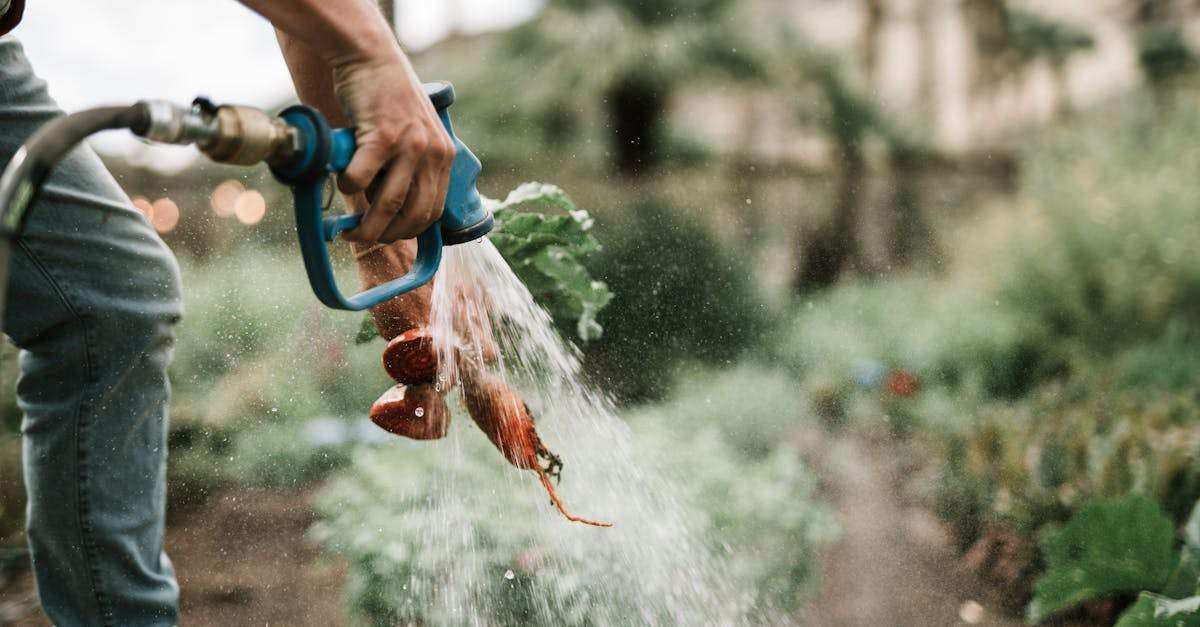 découvrez tout sur l'irrigation : techniques, avantages et solutions pour optimiser l'arrosage, économiser l'eau et améliorer la croissance de vos cultures ou de votre jardin.