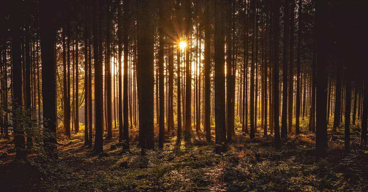 protégez votre réseau grâce au filtrage d’url : contrôlez l’accès aux sites web, sécurisez vos données et optimisez la productivité en bloquant les contenus indésirables ou dangereux.